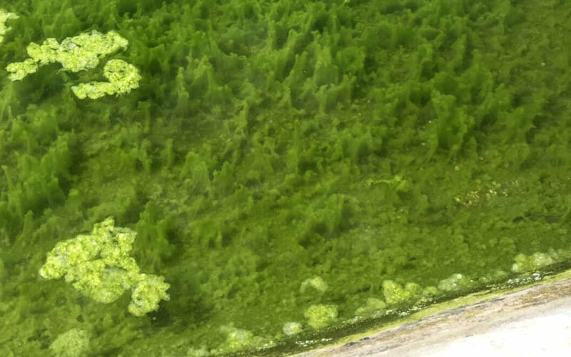 Alugena