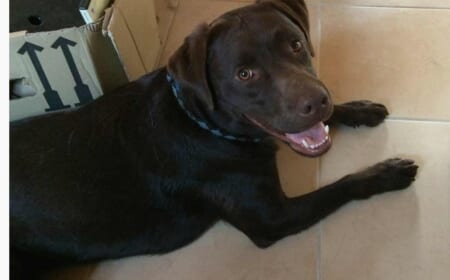 Buddy ist da