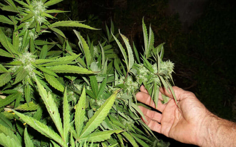 Cannabis