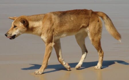 Irrtümer aufgeklärt: Der Dingo ein Wildhund?
