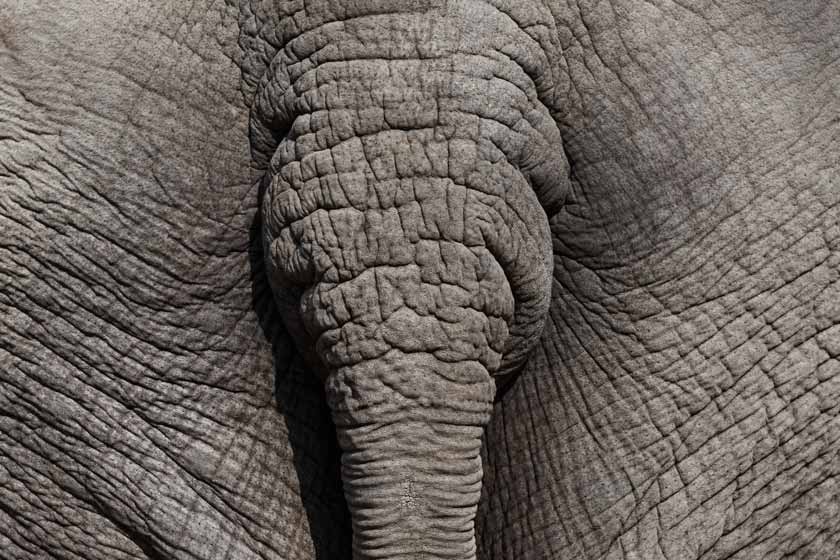Drb Elefantenarsch Pixabay