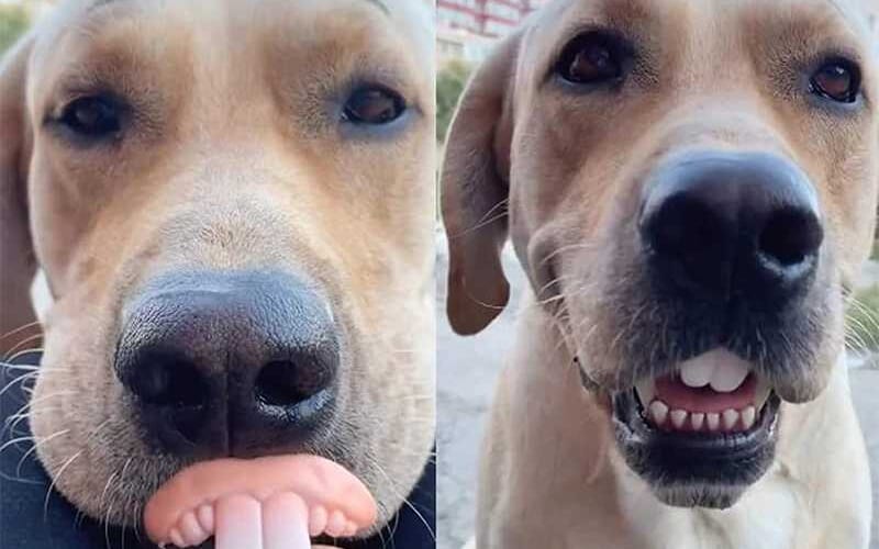Falschesgebisshund