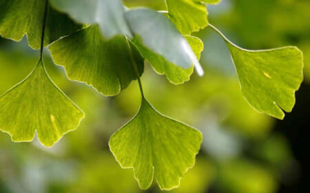 Die Gingko Wirkung