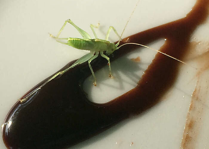 Grasshopper