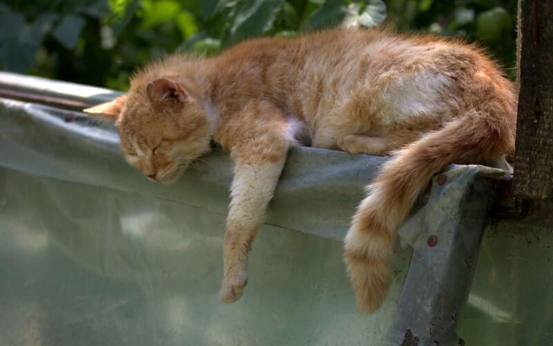 Lazy