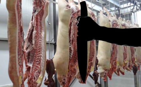 Zum Wohl: Schweine mit Gülle zum Luxusfleisch massiert
