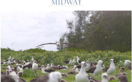 Midway – unberührte Natur – ein Vogelparadies