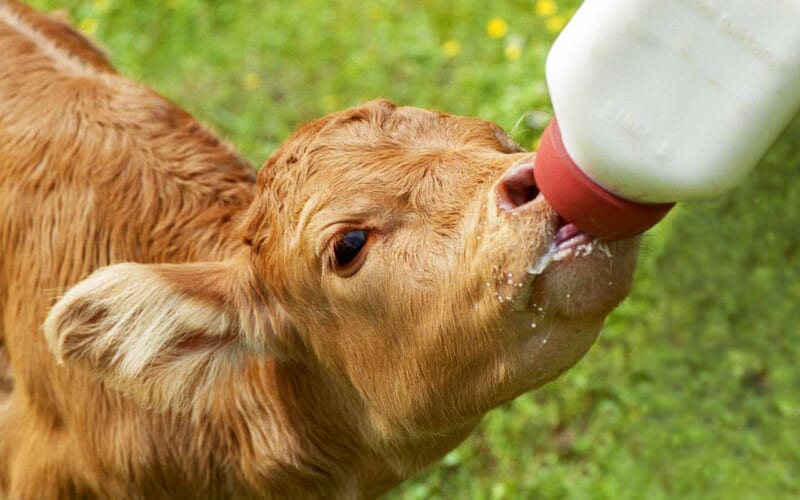 Milchflasche