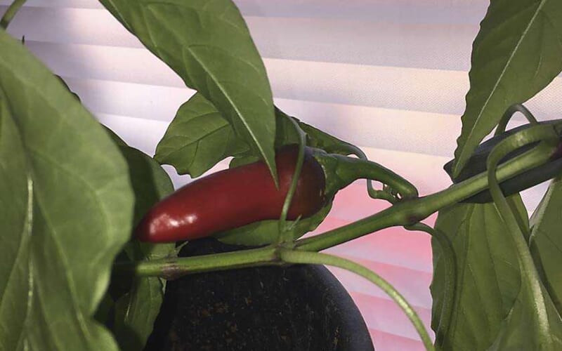 Pepper