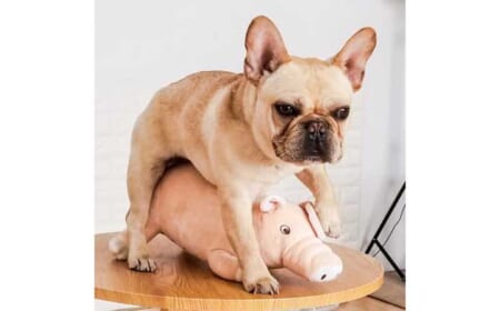 Das Rammelschwein – Damit Fiffi glücklich ist