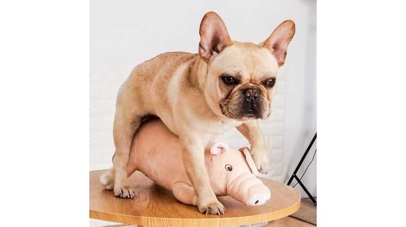 Rammelschwein