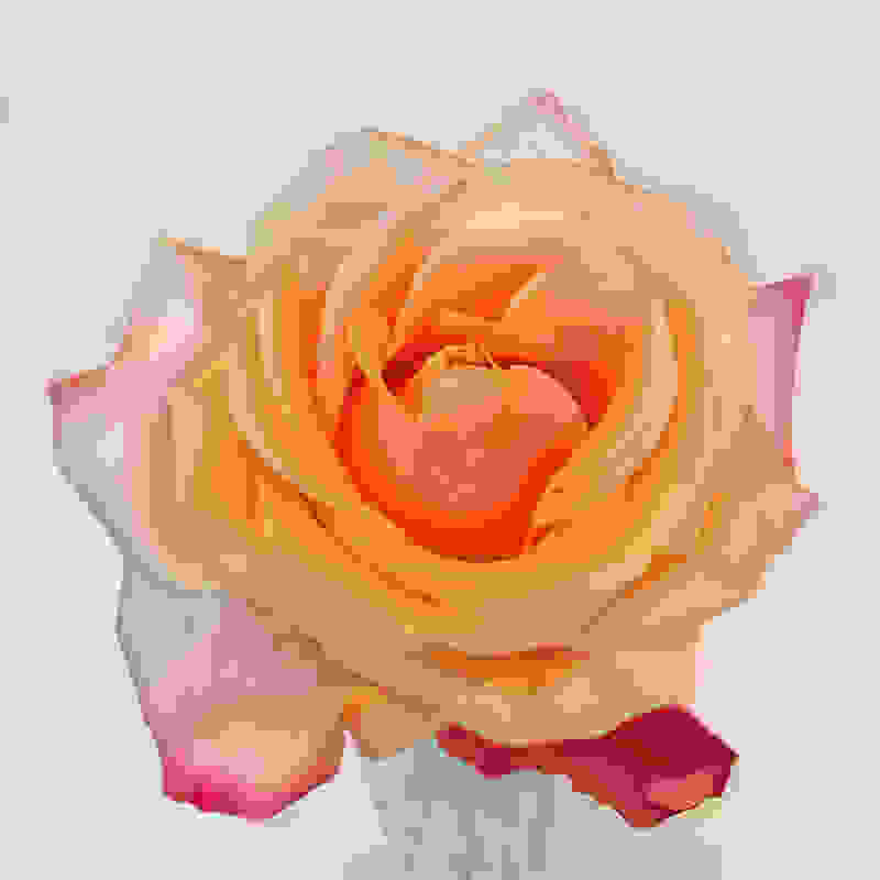 rose-1aff5