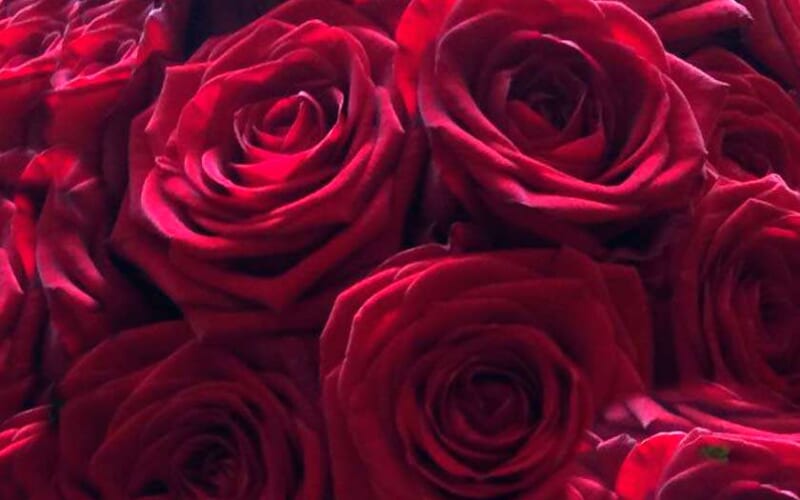 Roses17092014