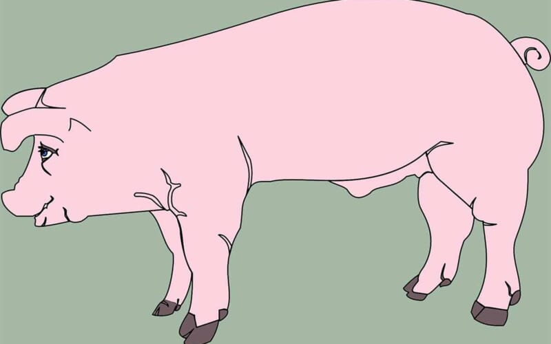 Schwein pixabay