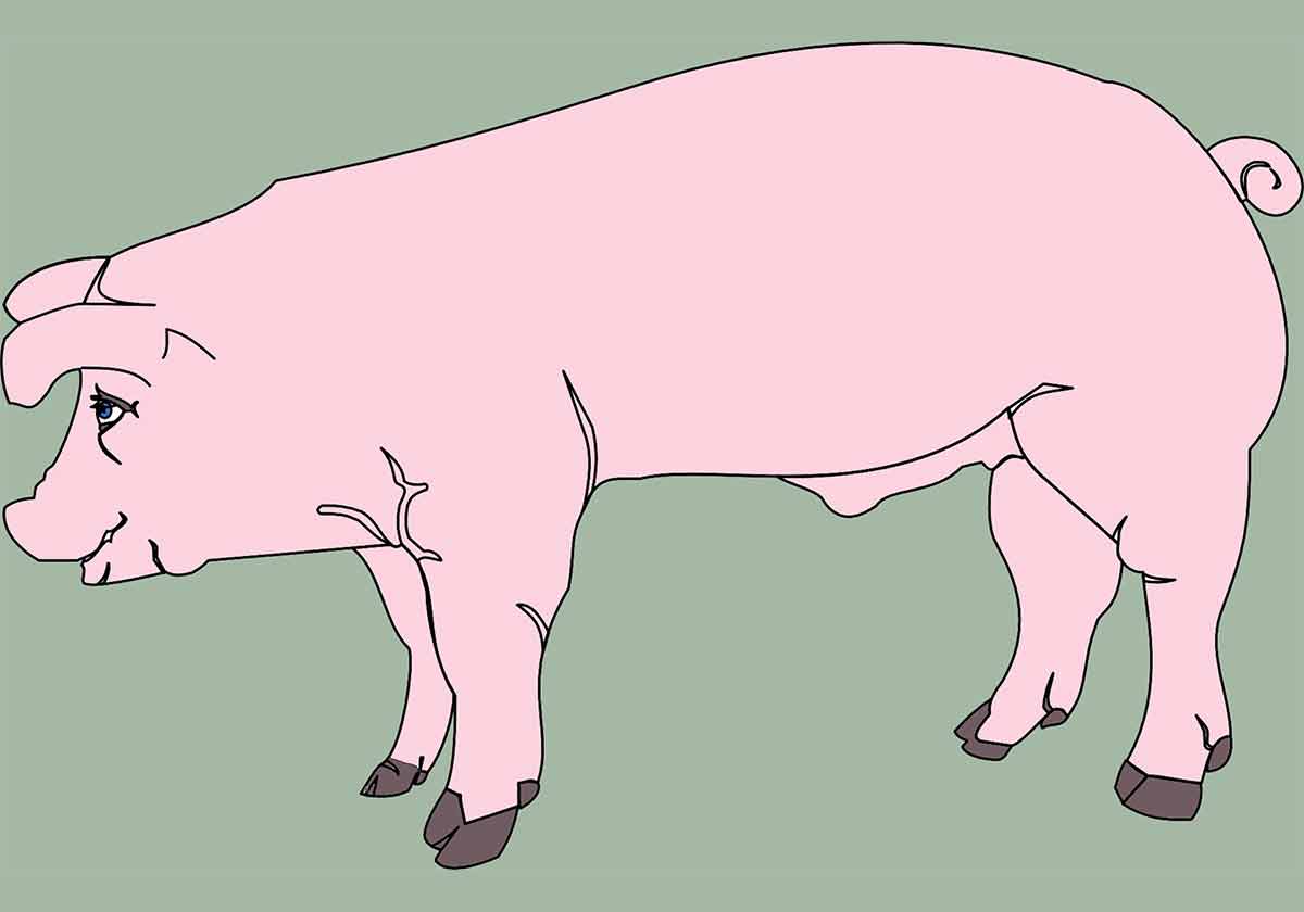 Schwein Pixabay