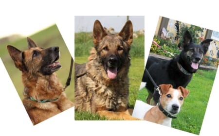 Traumhunde warten im Tierheim