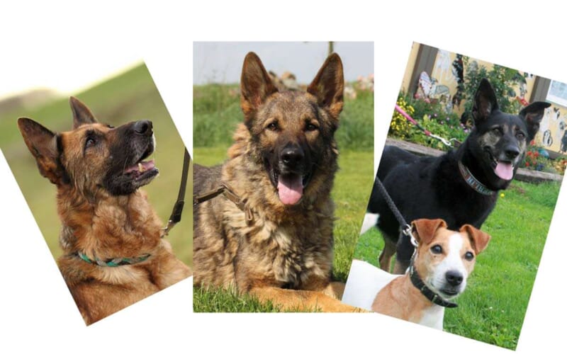 Tierheimhunde